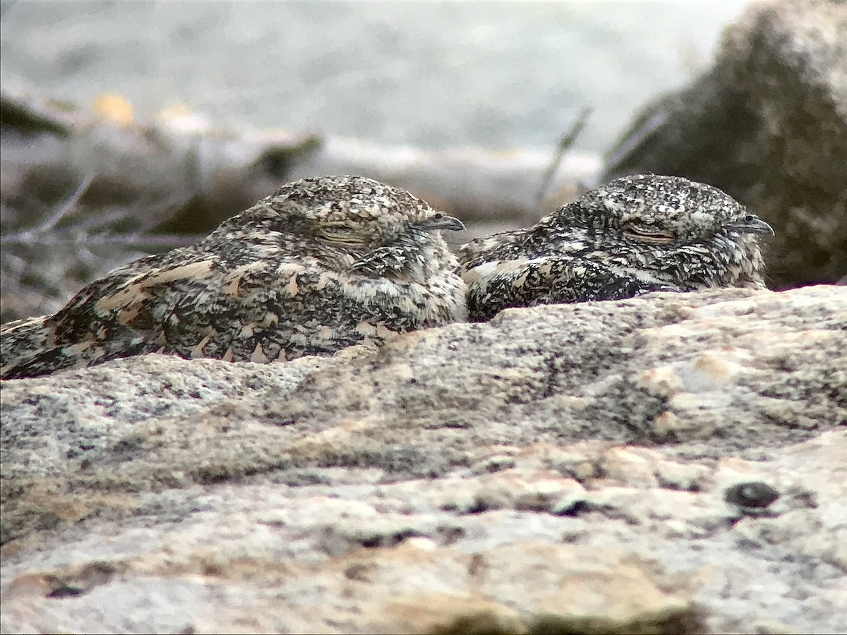 Pygmy Nightjar - ML644371455