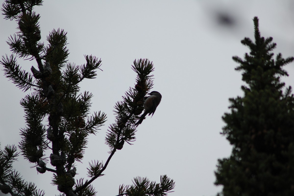Boreal Chickadee - ML644371460