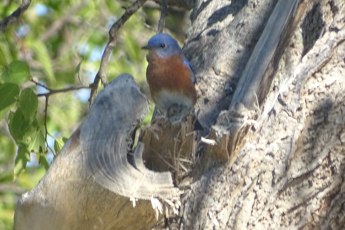 Eastern Bluebird - ML644371463