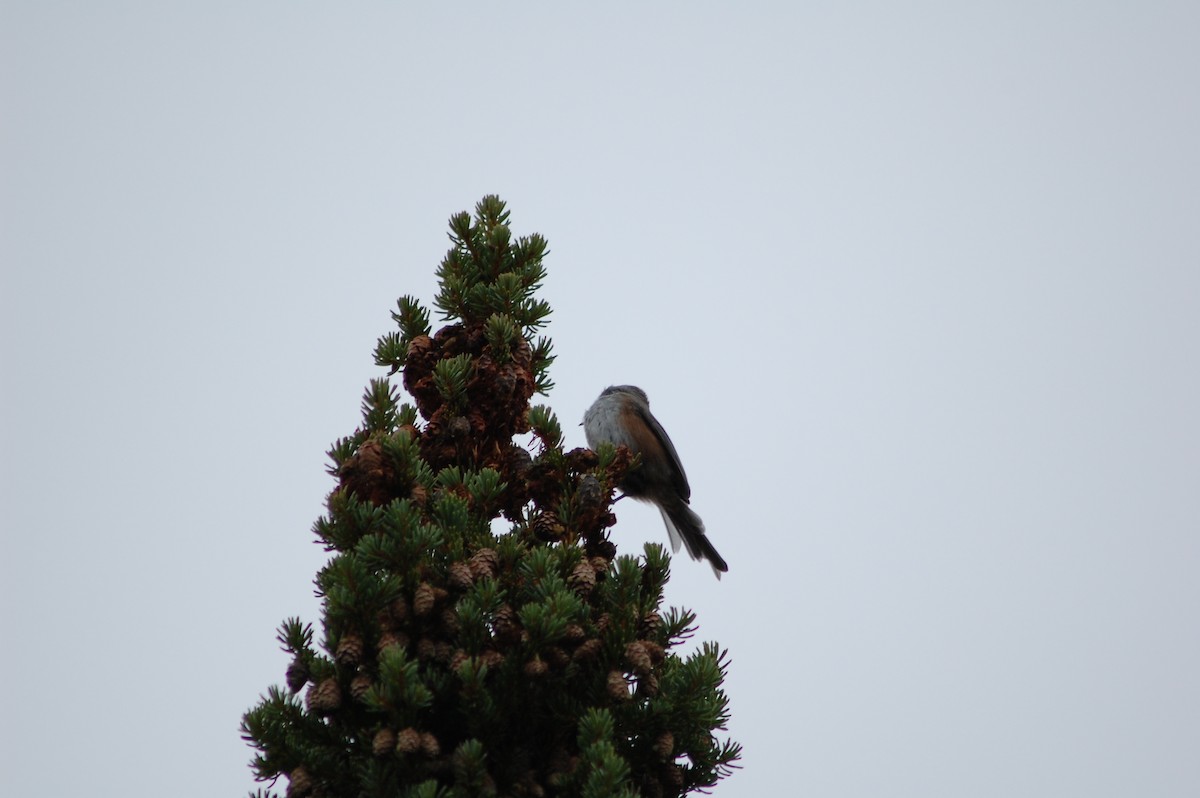 Boreal Chickadee - ML644371471