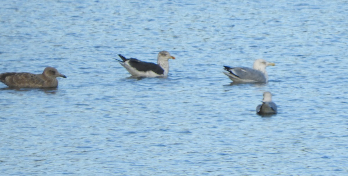 Kara Sırtlı Martı - ML644371500