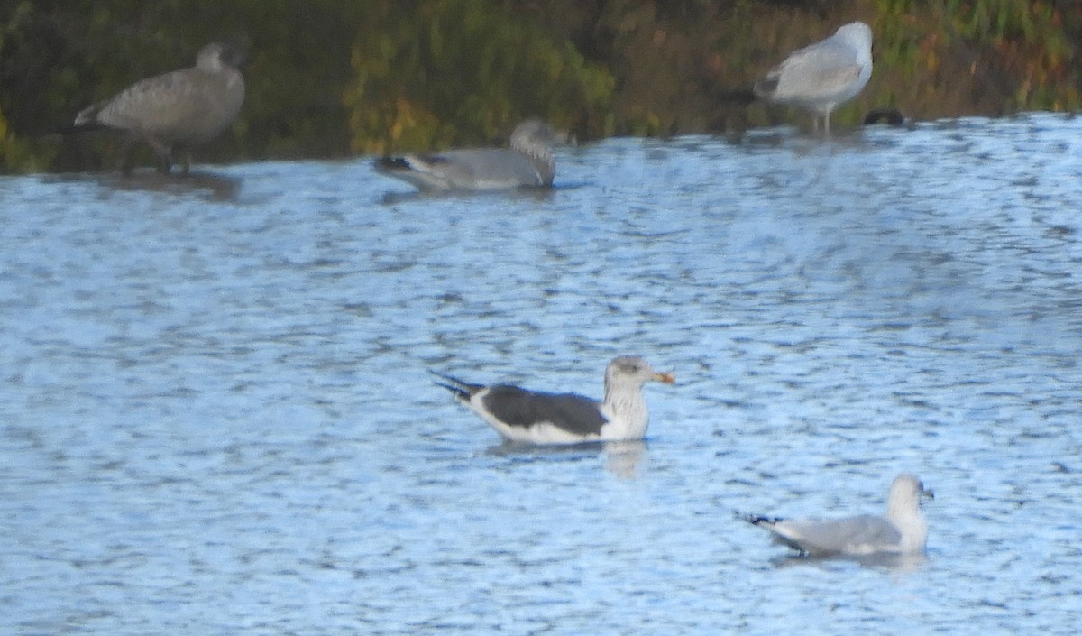 Kara Sırtlı Martı - ML644371502