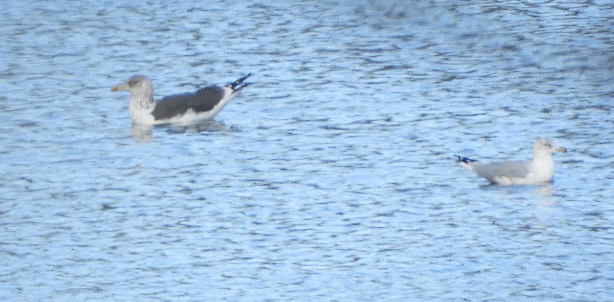 Kara Sırtlı Martı - ML644371503