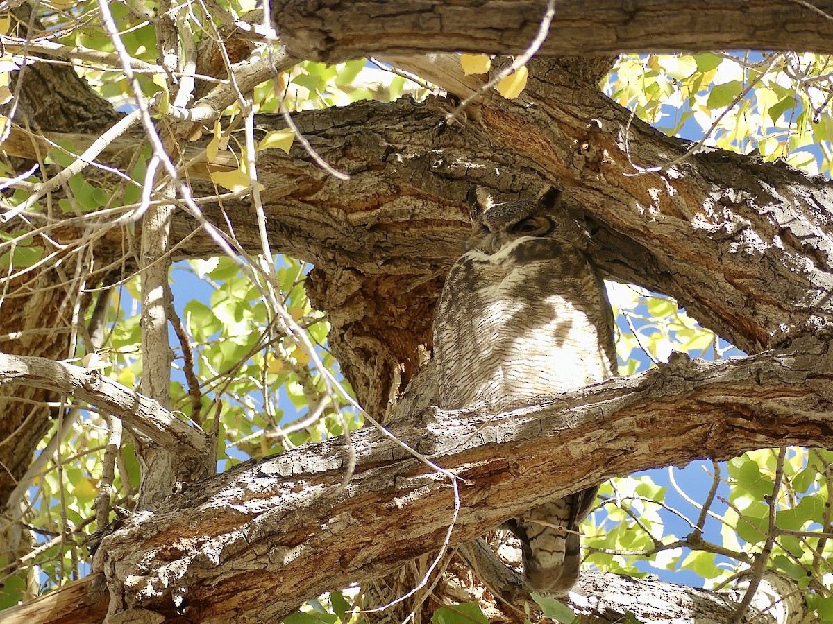 Great Horned Owl - ML644371507