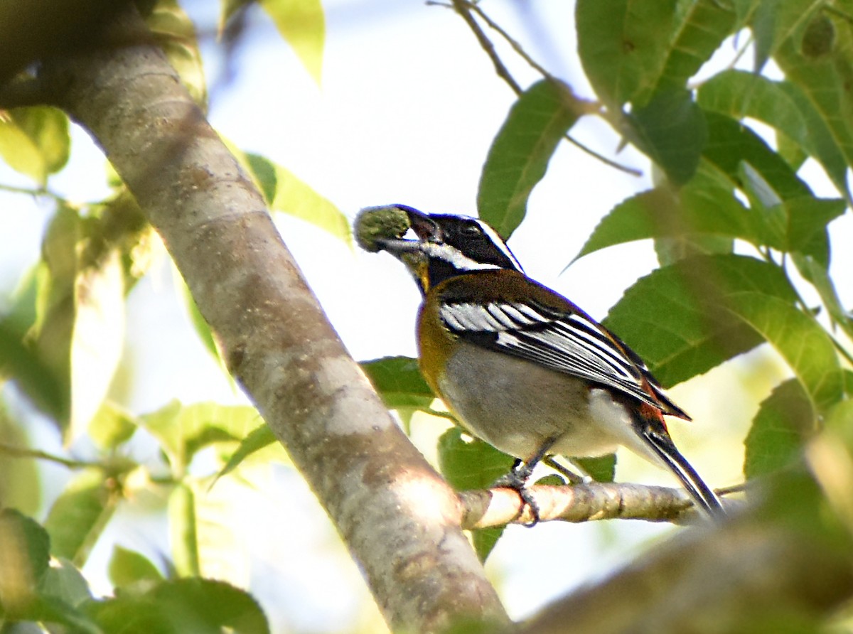 Western Spindalis - ML644371517