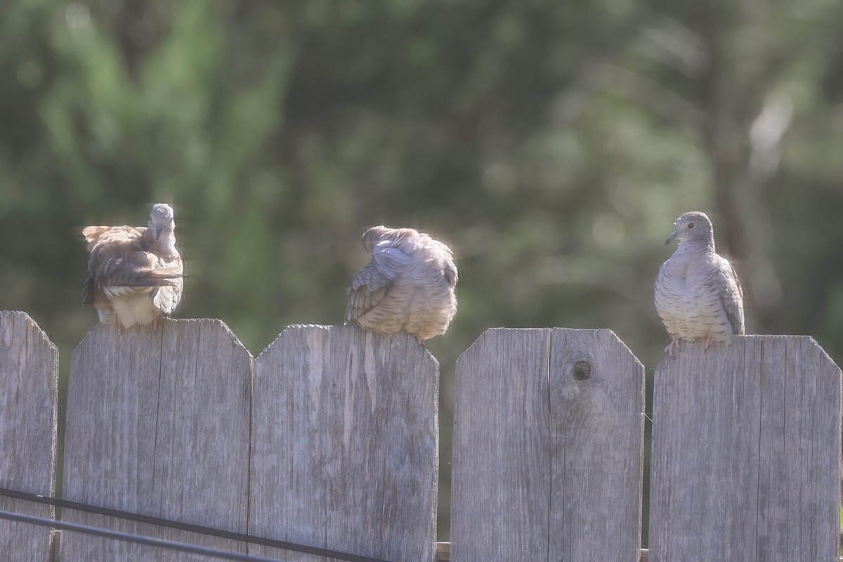 Colombe inca - ML644371518