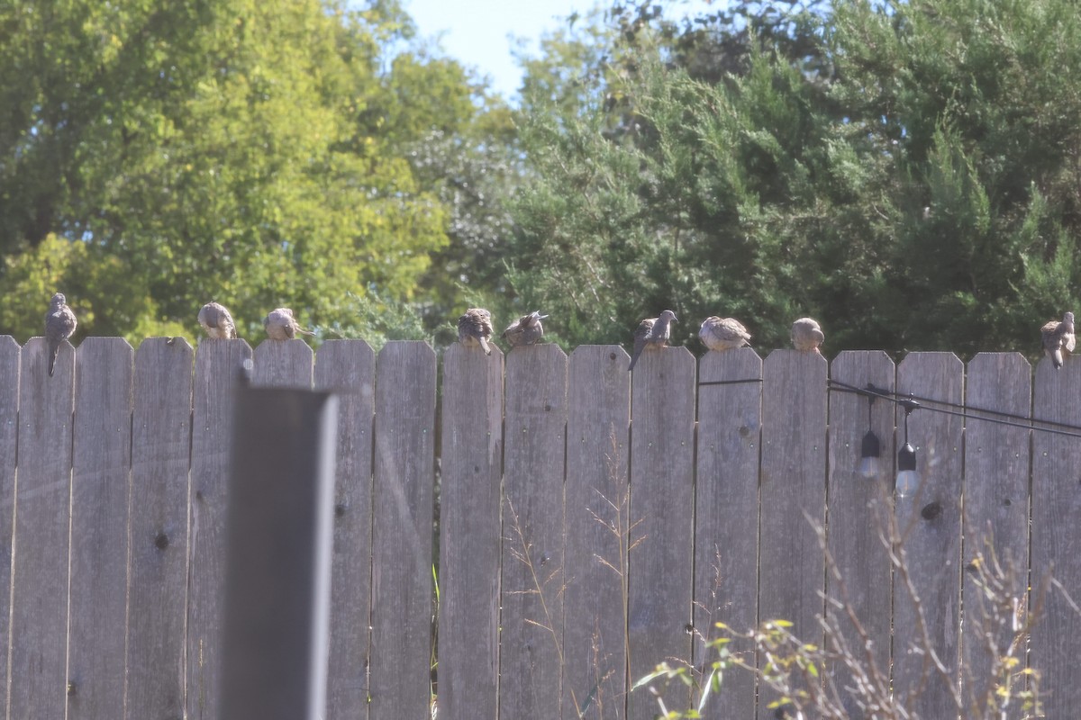 Colombe inca - ML644371520