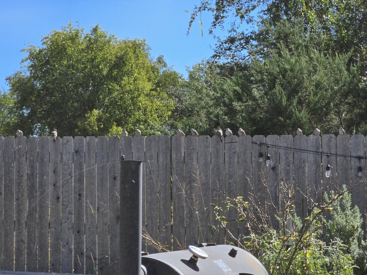 Colombe inca - ML644371532