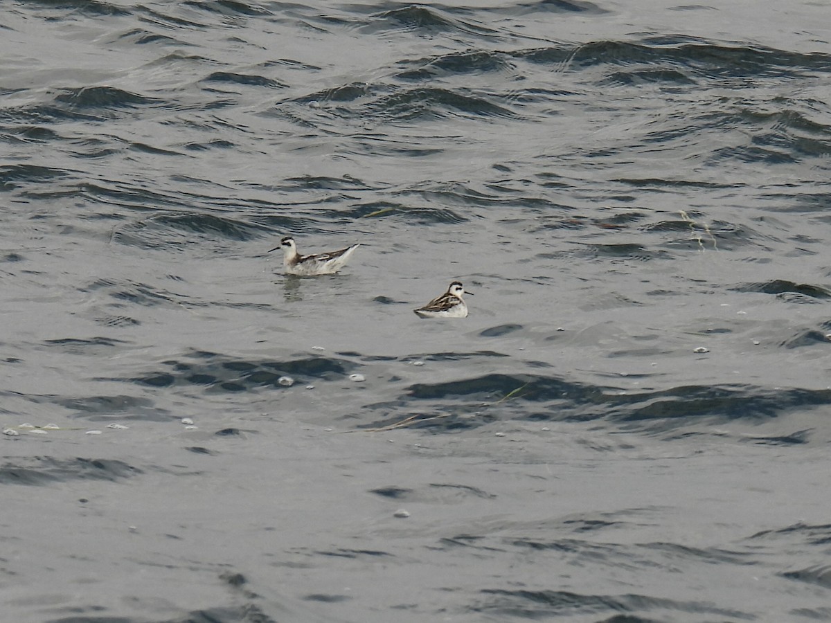 Плавунець круглодзьобий - ML644371533