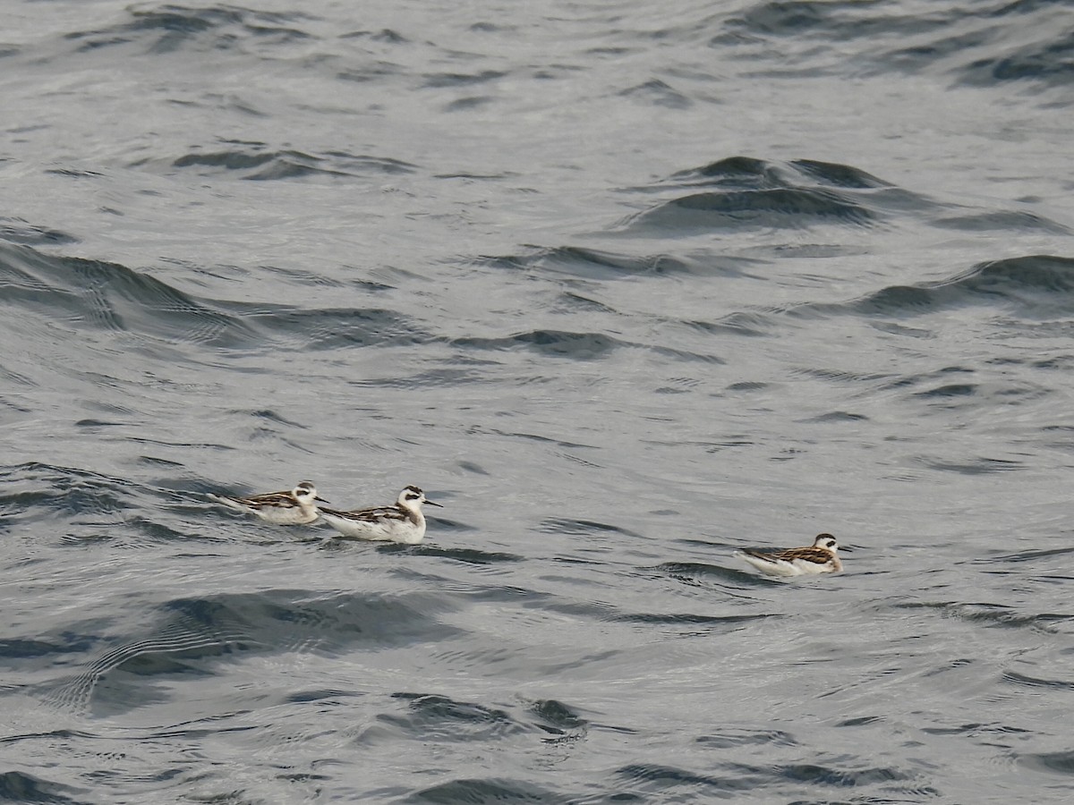 Плавунець круглодзьобий - ML644371534