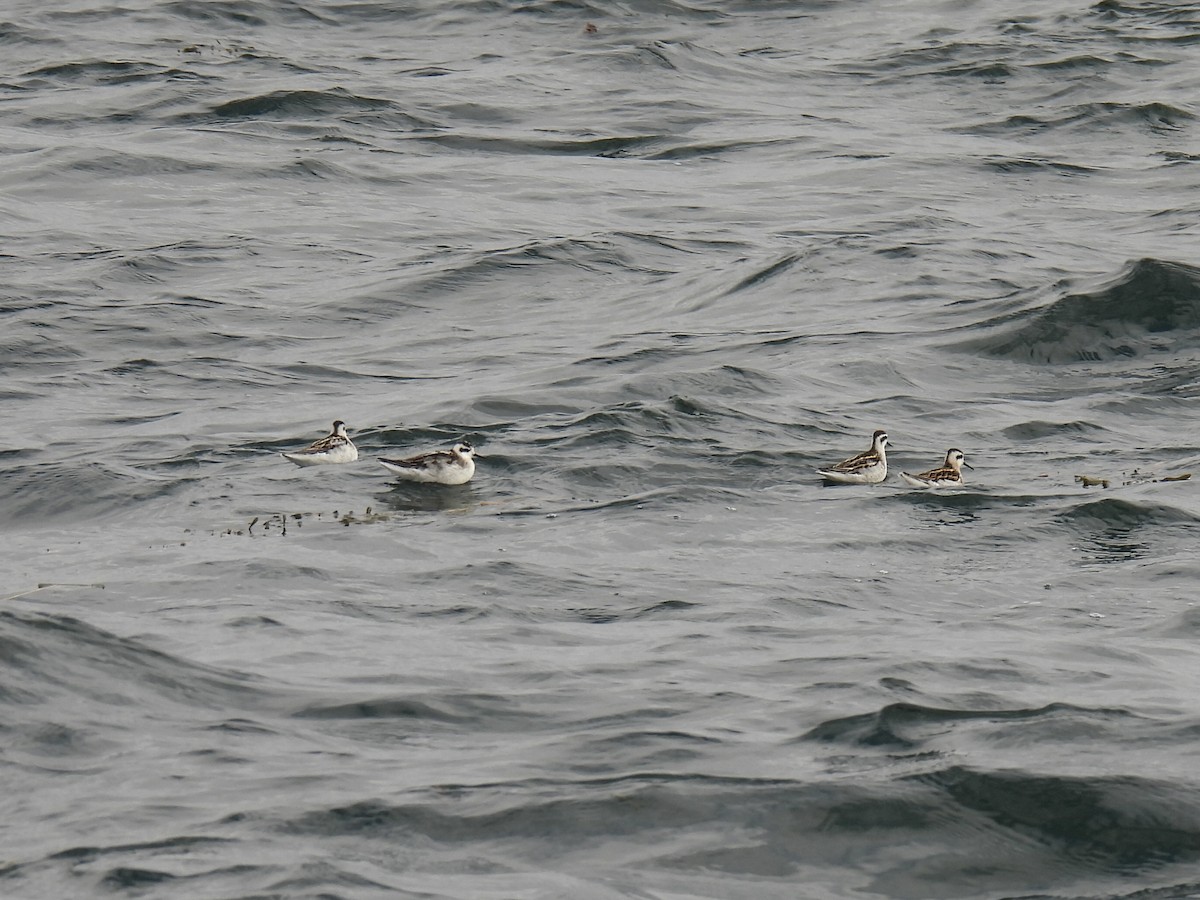 Плавунець круглодзьобий - ML644371535