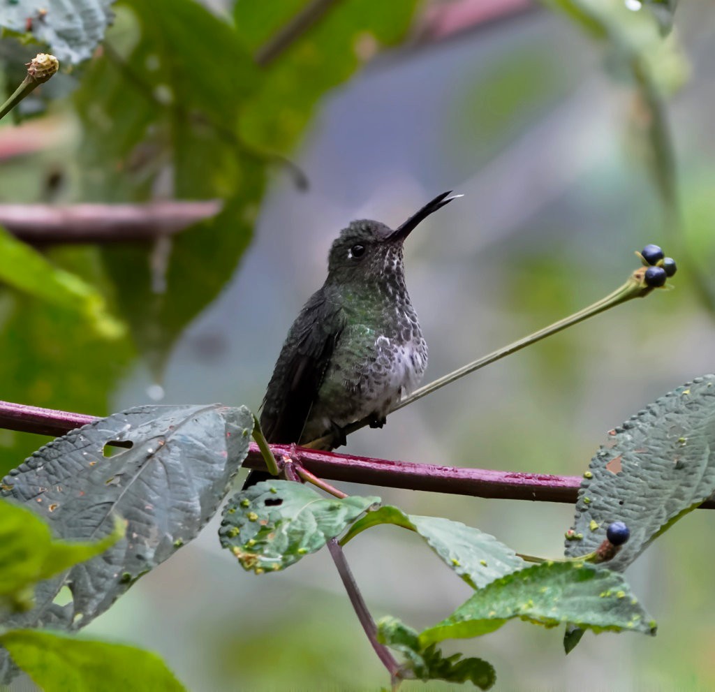 Tropfenkolibri - ML644371537