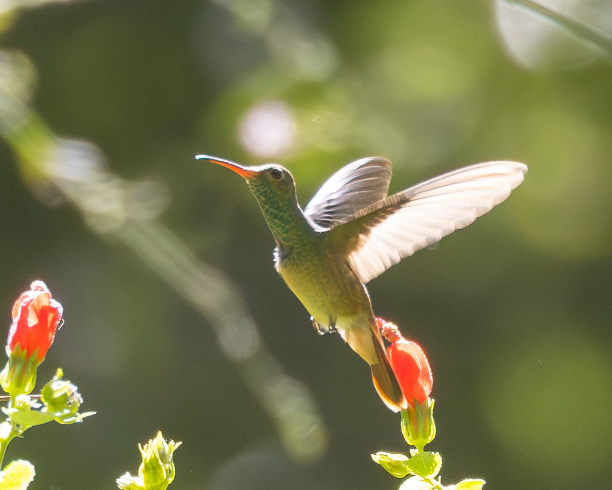 yucatánkolibri - ML644371555