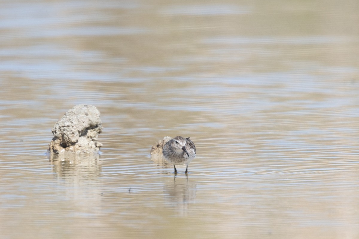 Least Sandpiper - ML644371561
