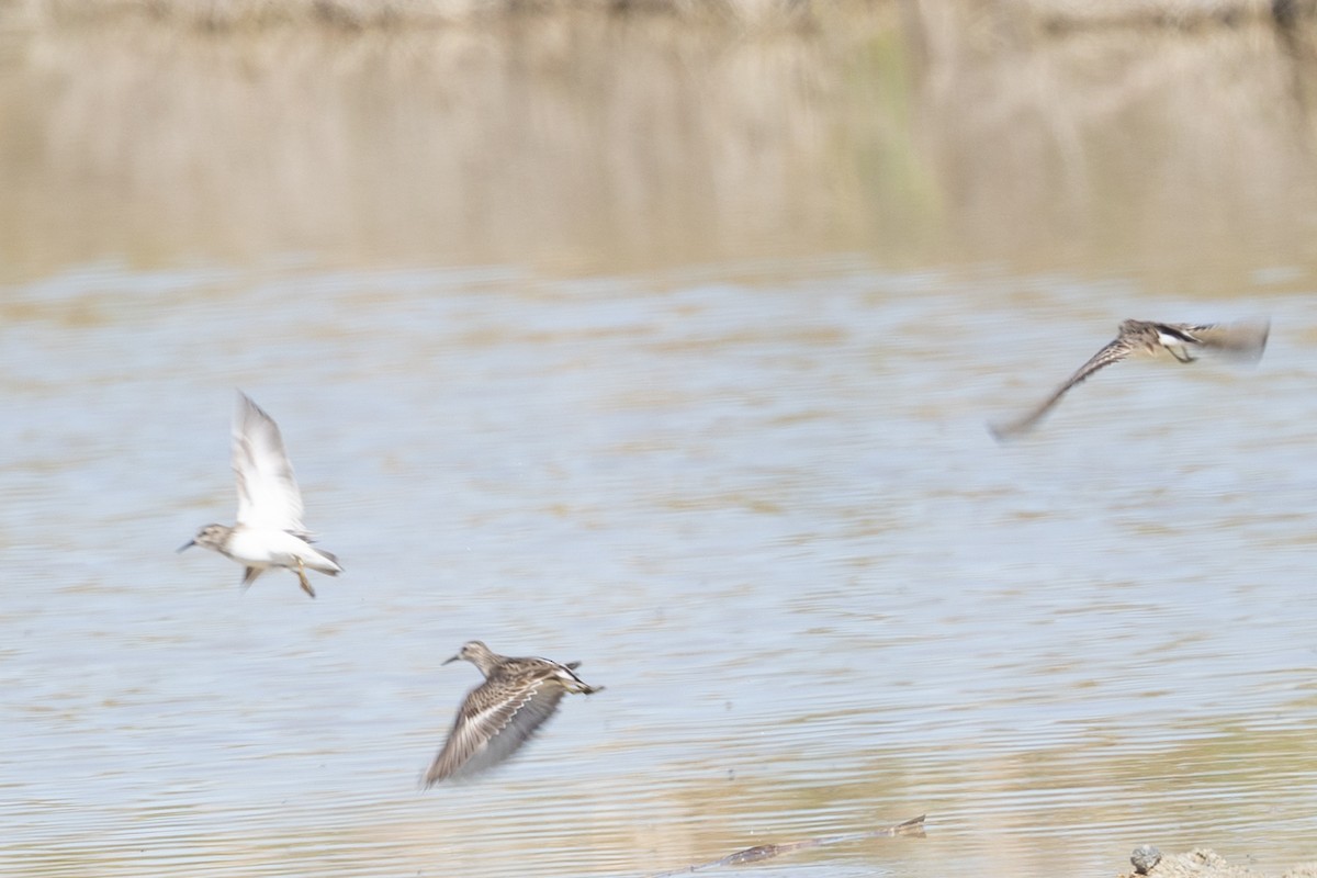 Least Sandpiper - ML644371562