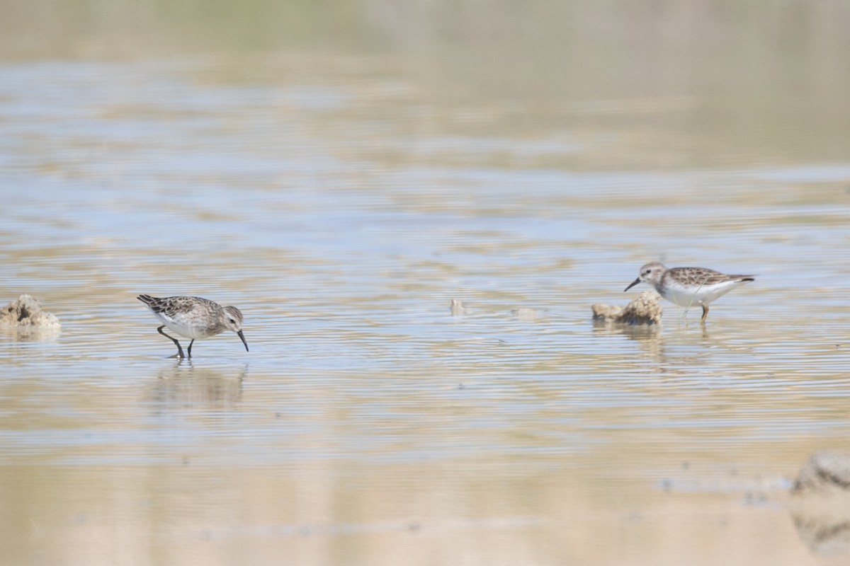 Least Sandpiper - ML644371563