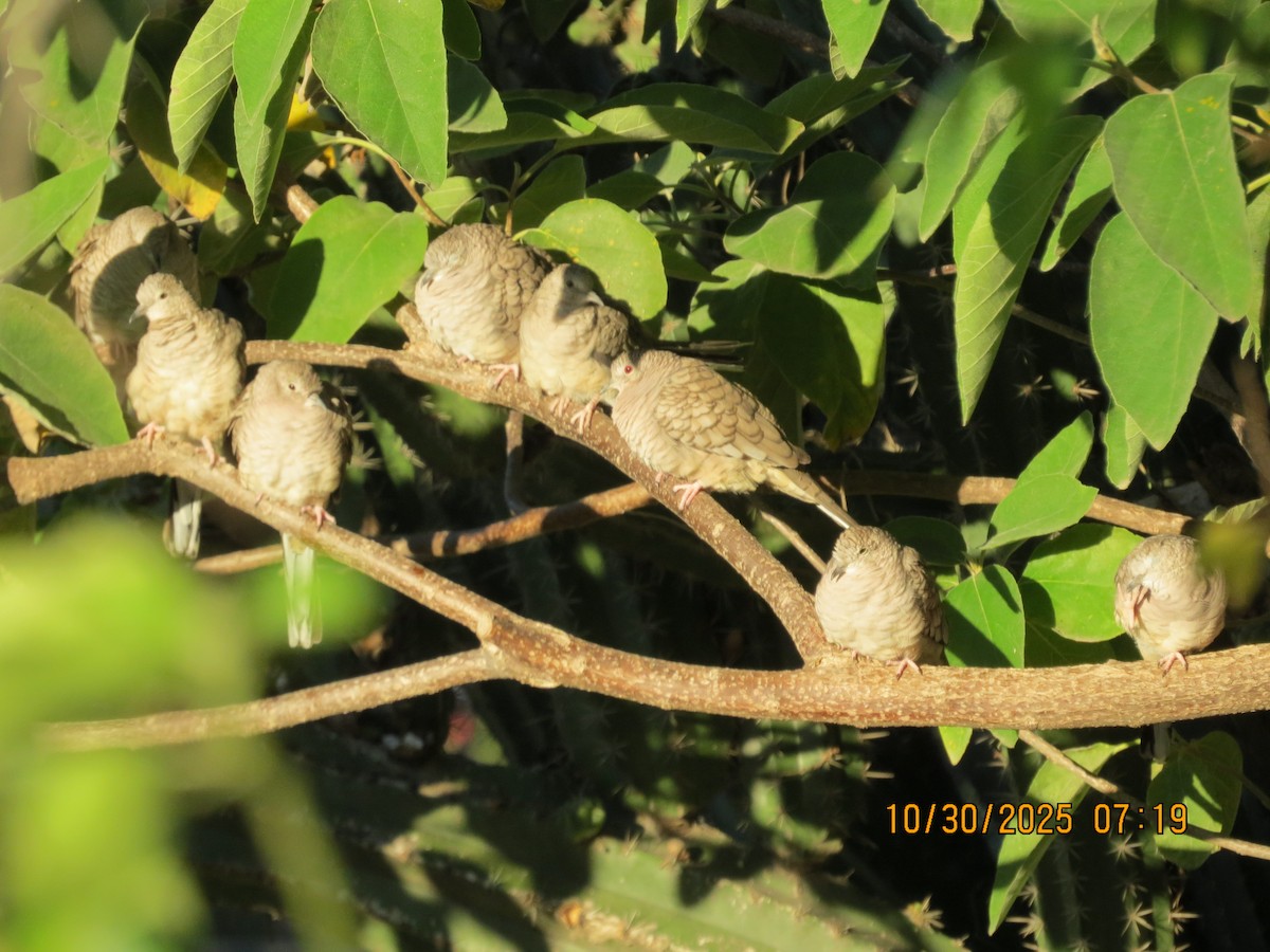 Colombe inca - ML644371578