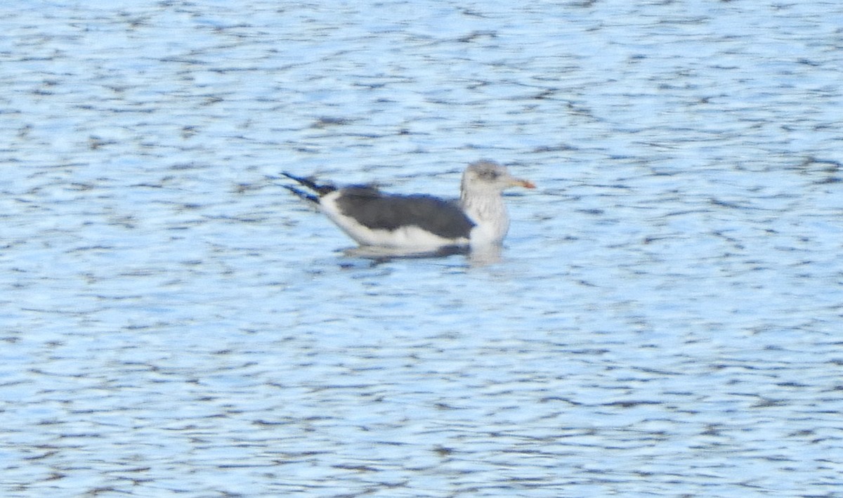 Kara Sırtlı Martı - ML644371582