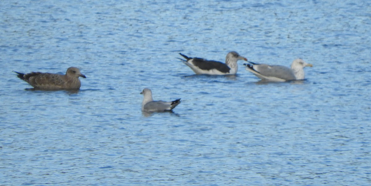 Kara Sırtlı Martı - ML644371583