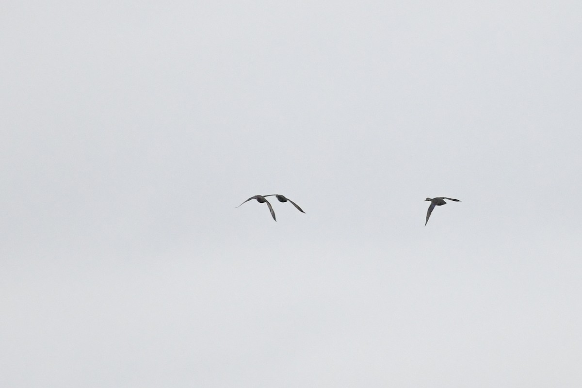 American Black Duck - ML644371595