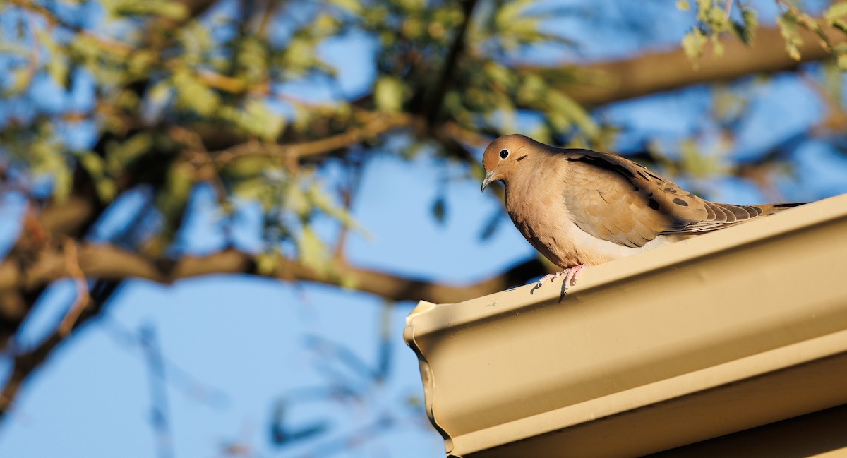 Zenaida Huilota - ML644371605