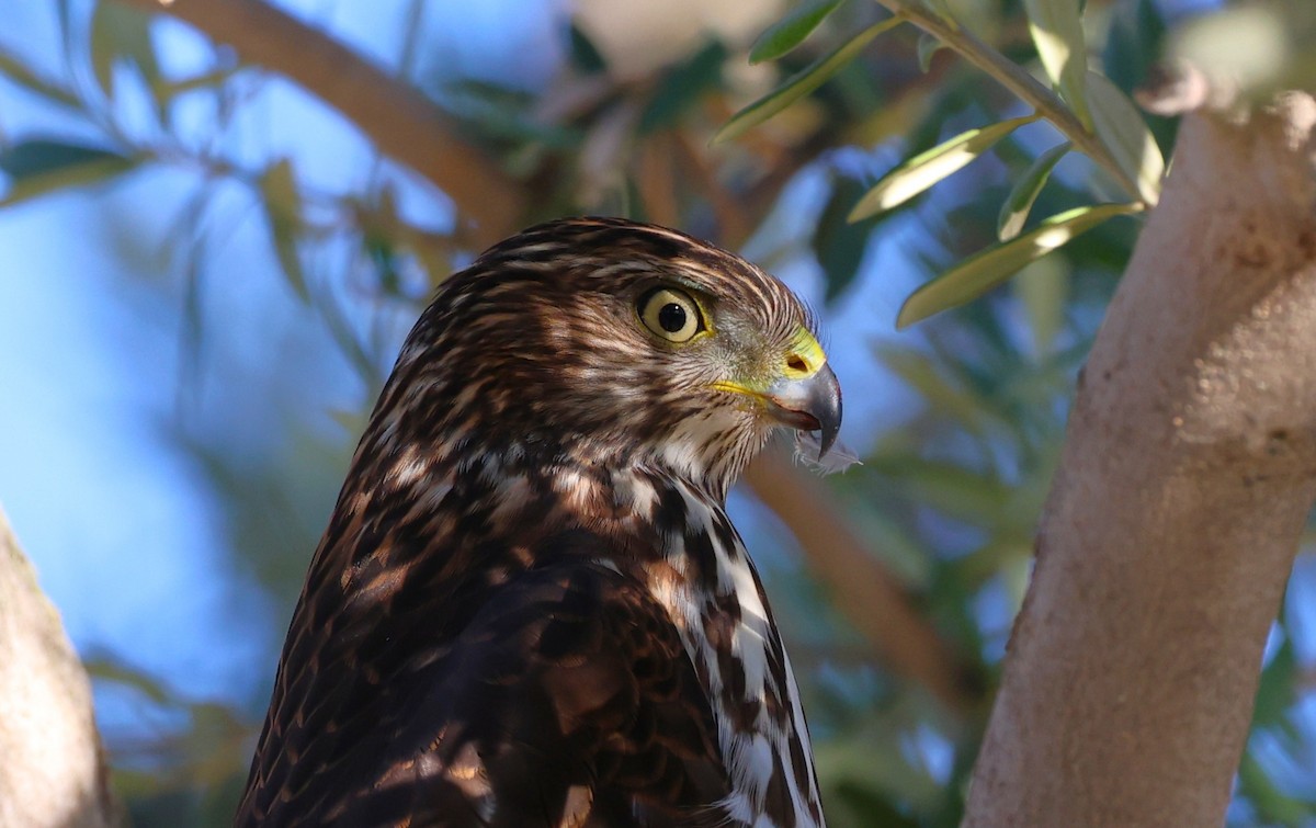 Cooper's Hawk - ML644371607