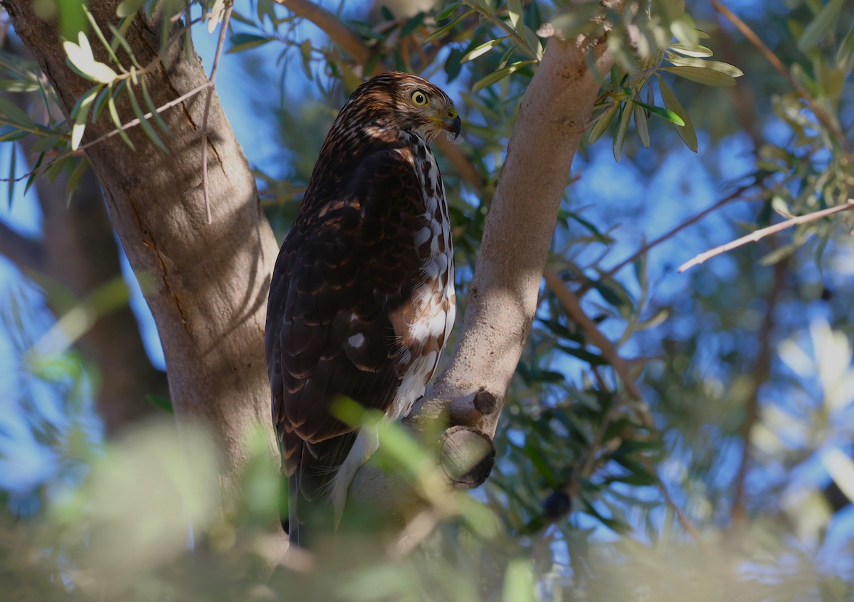 Cooper's Hawk - ML644371608