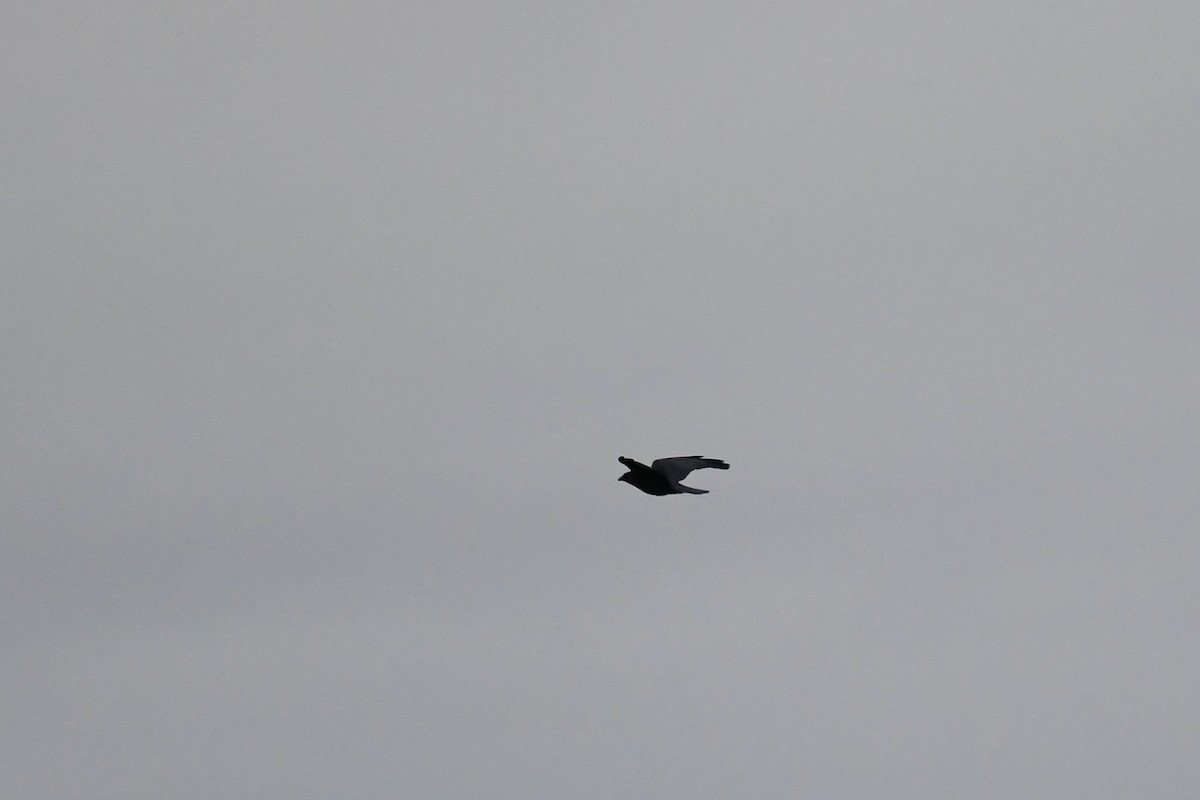 Corneille d'Amérique - ML644371617