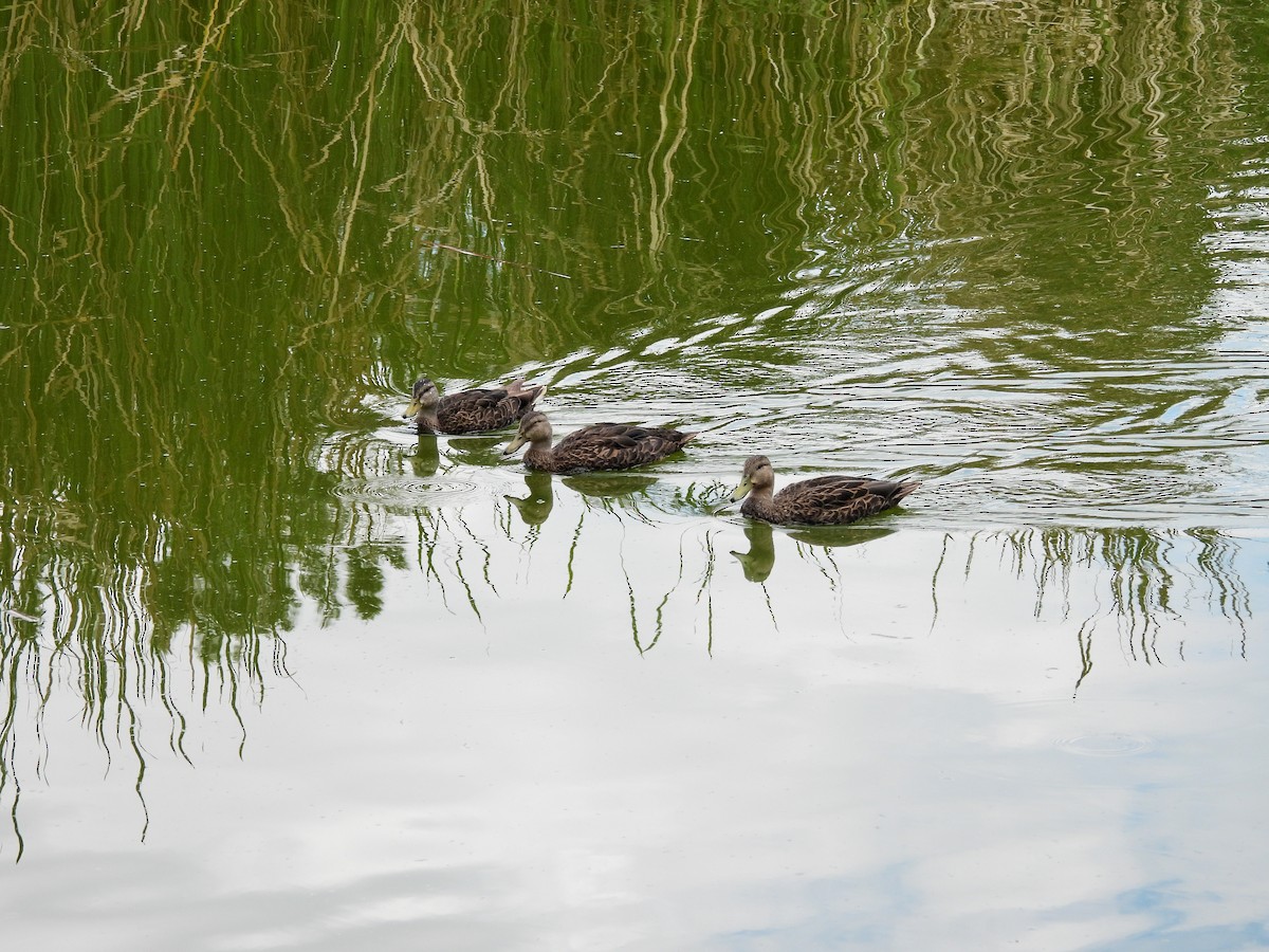Mexican Duck - ML644371625