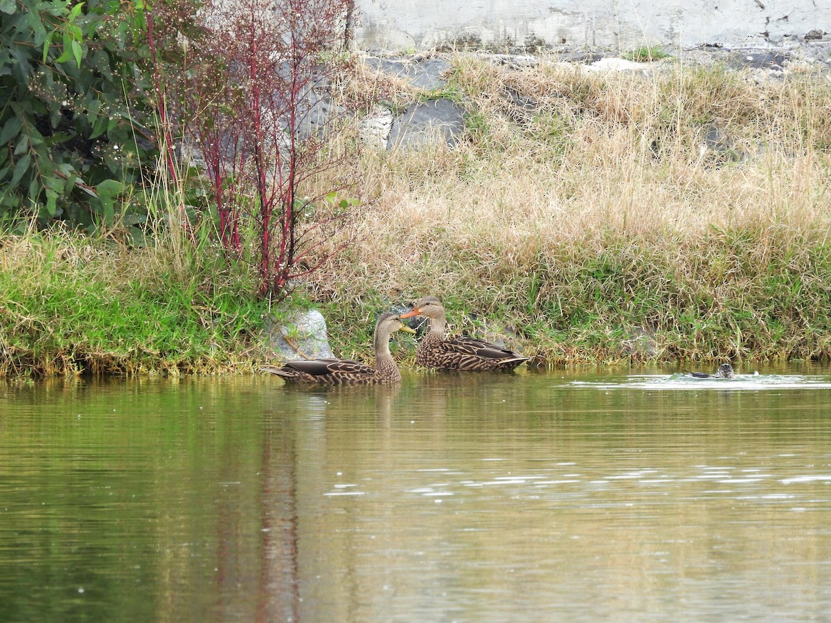 Mexican Duck - ML644371627