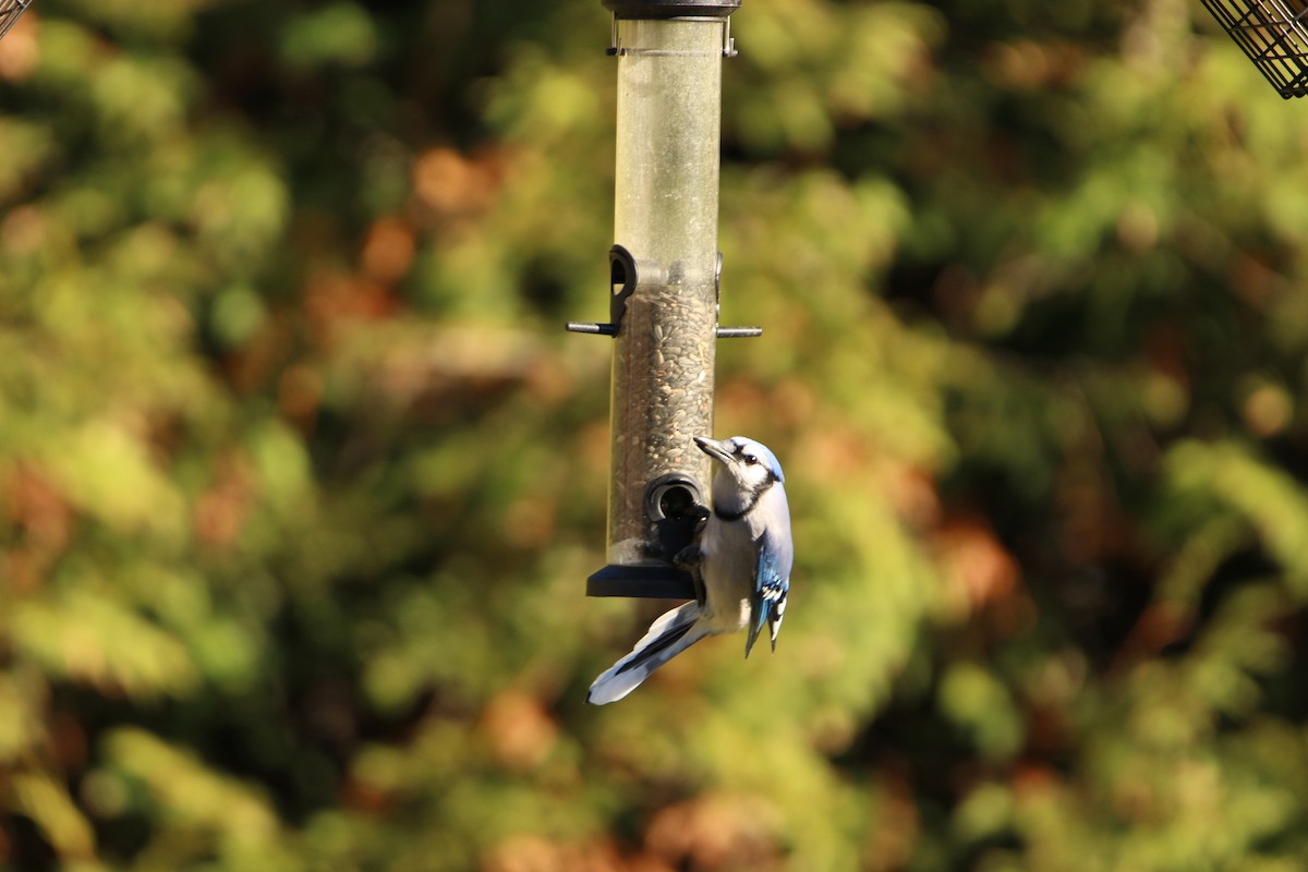 Blue Jay - ML644371631