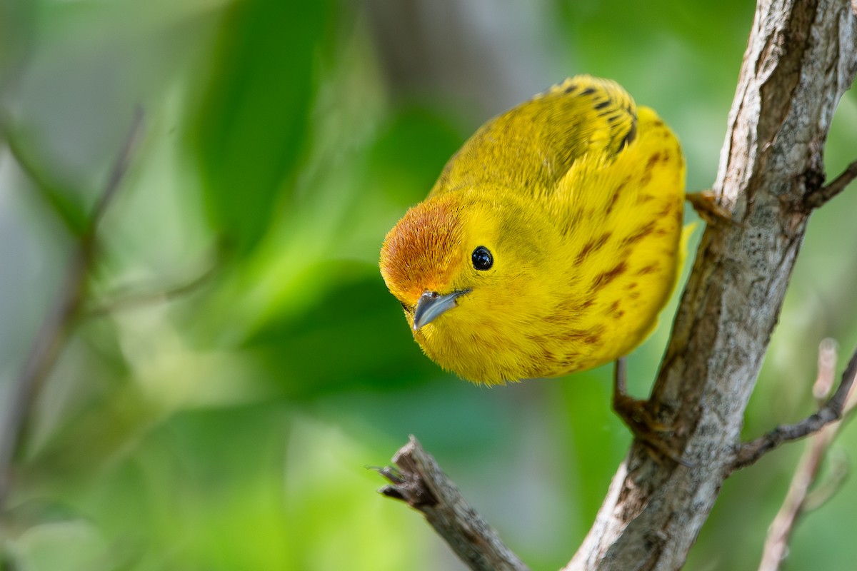 Mangrove Yellow Warbler (Cozumel) - ML644371633