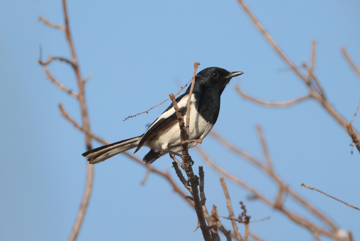 Madagascar Magpie-Robin (White-bellied) - ML644371638