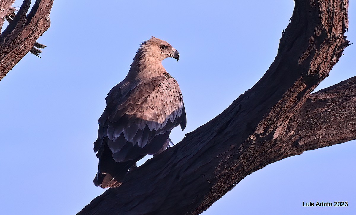 Tawny Eagle - ML644371639