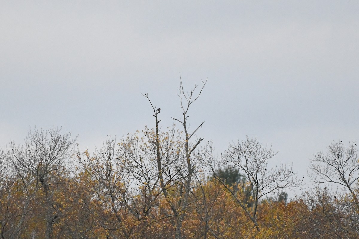 Хайргууна шонхор - ML644371640