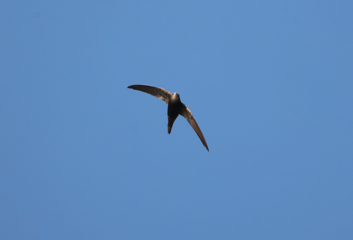 マダガスカルアマツバメ - ML644371644