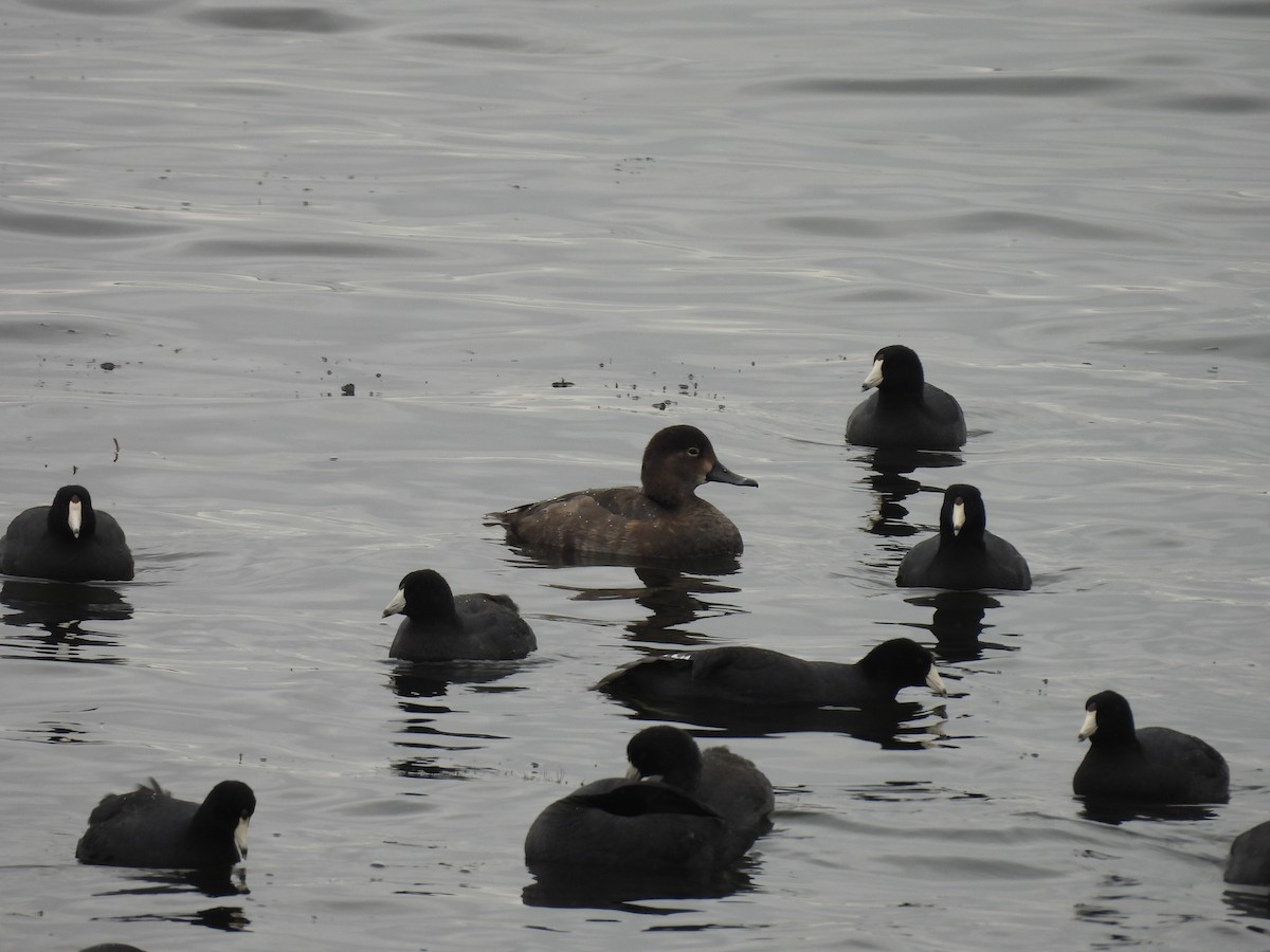 Redhead - ML644371647