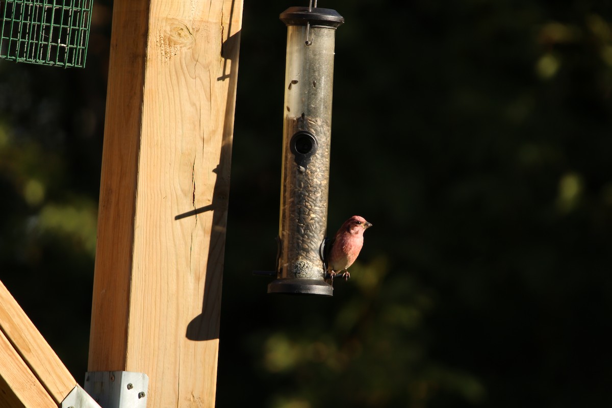 Purple Finch - ML644371651