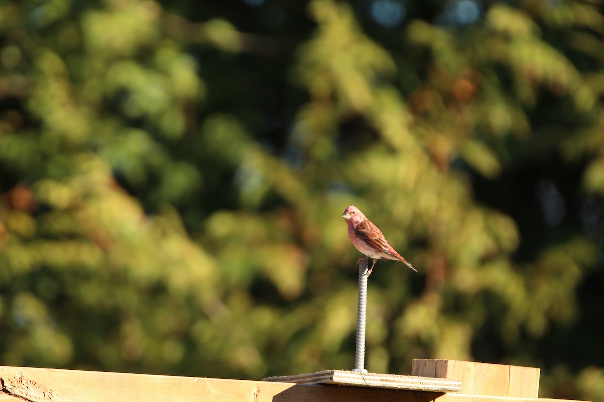 Purple Finch - ML644371652