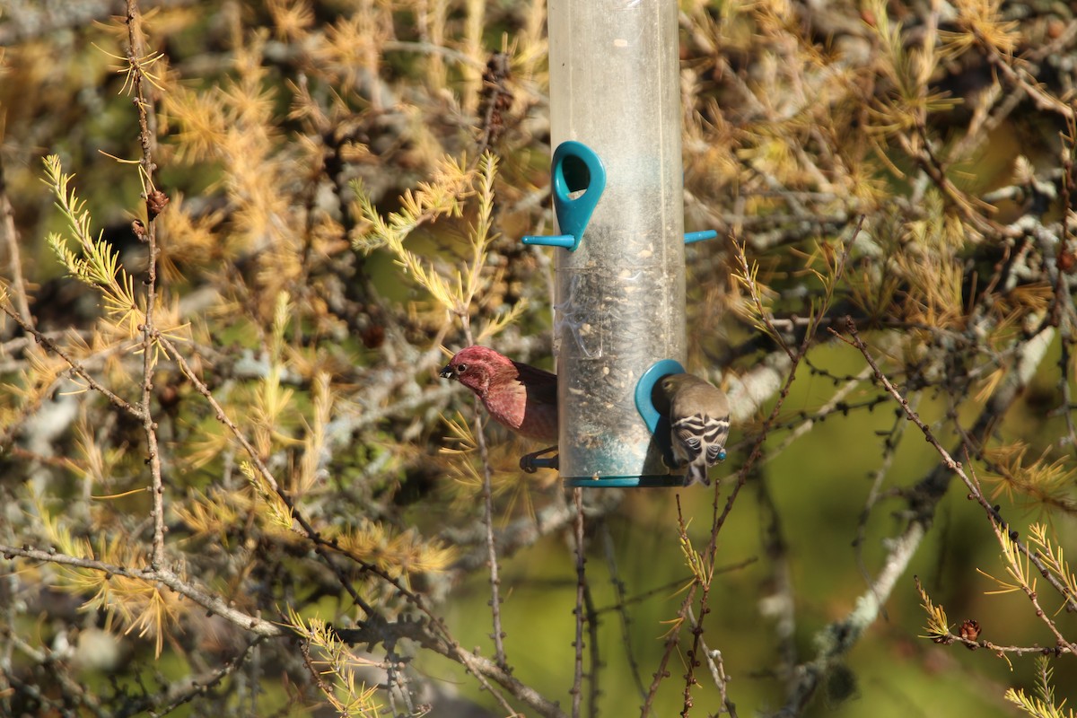 Purple Finch - ML644371653