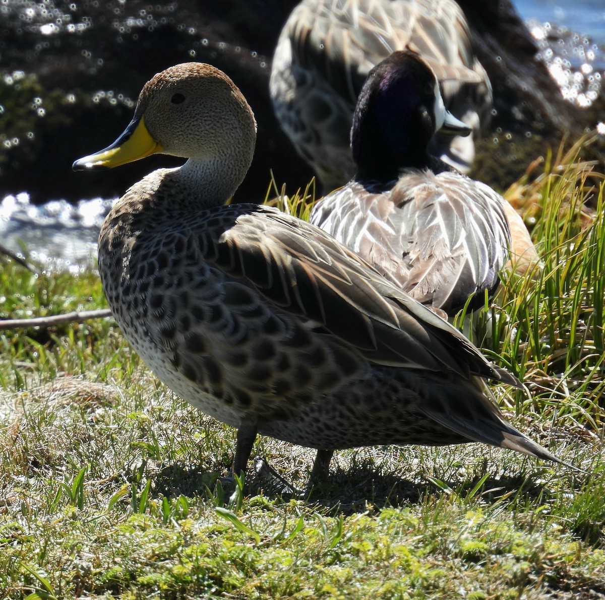 Sarı Gagalı Kılkuyruk - ML644371655