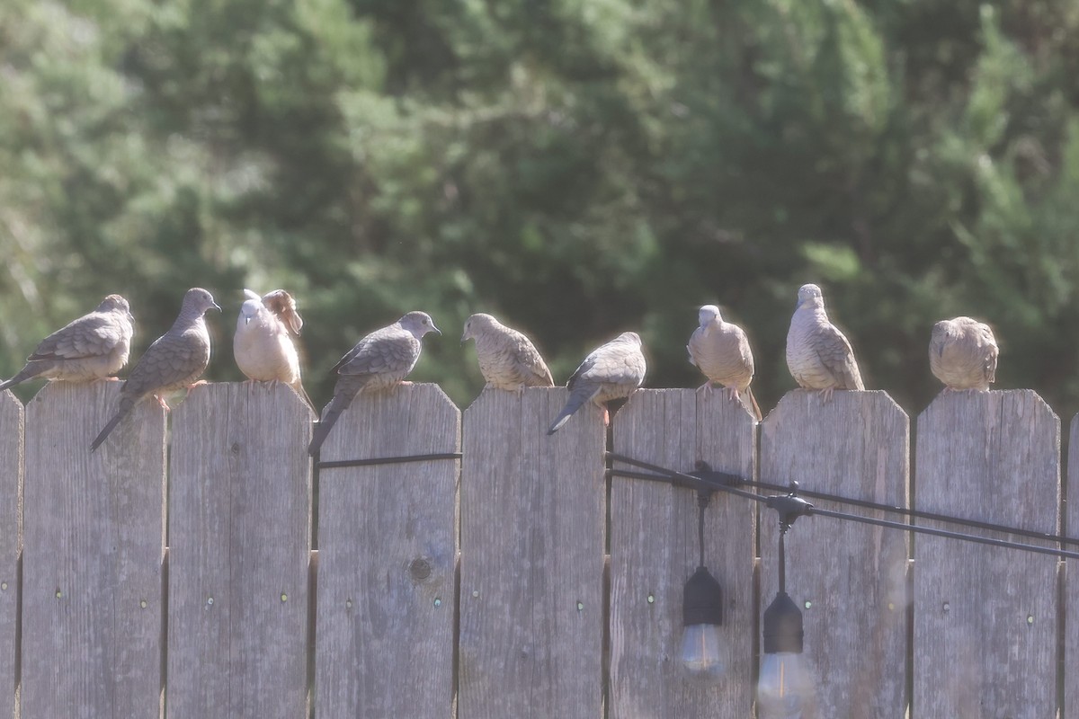 Colombe inca - ML644371663