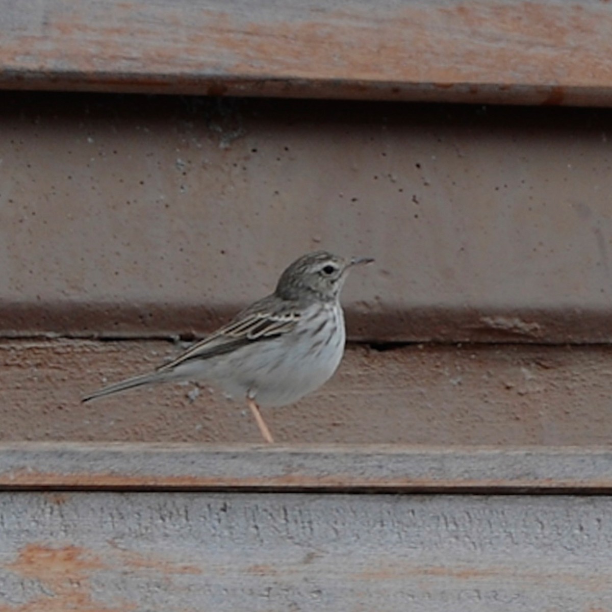 Berthelot's Pipit - ML644371666