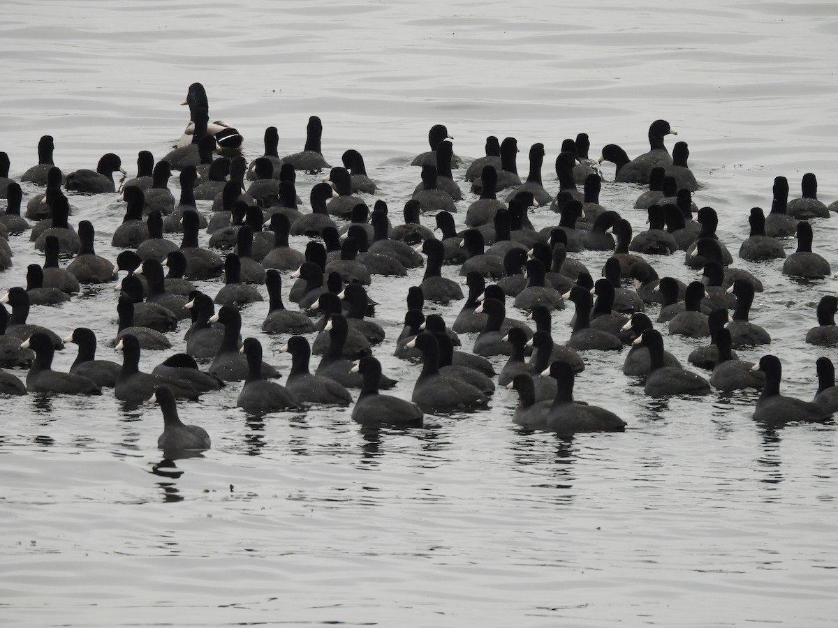 American Coot - ML644371668