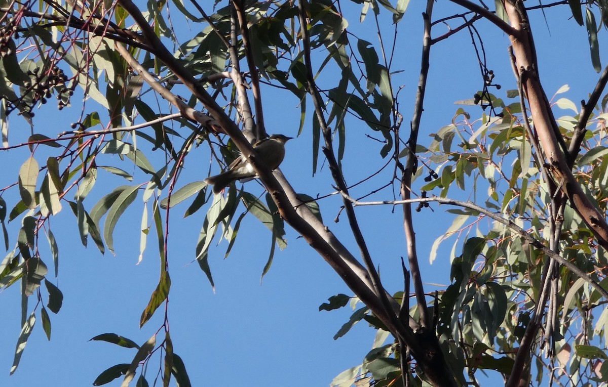 White-plumed Honeyeater - ML644371684
