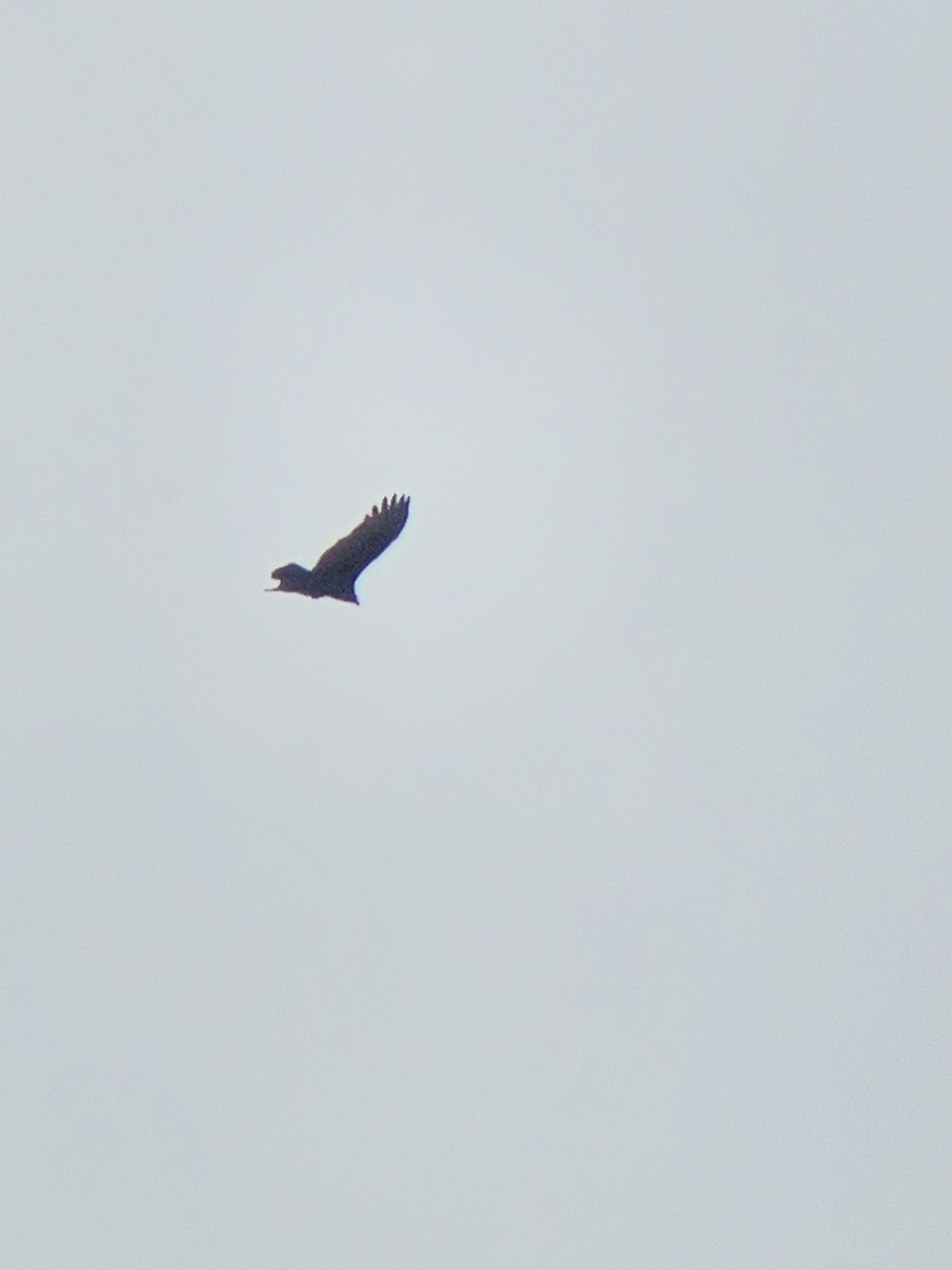 Turkey Vulture - ML644371688