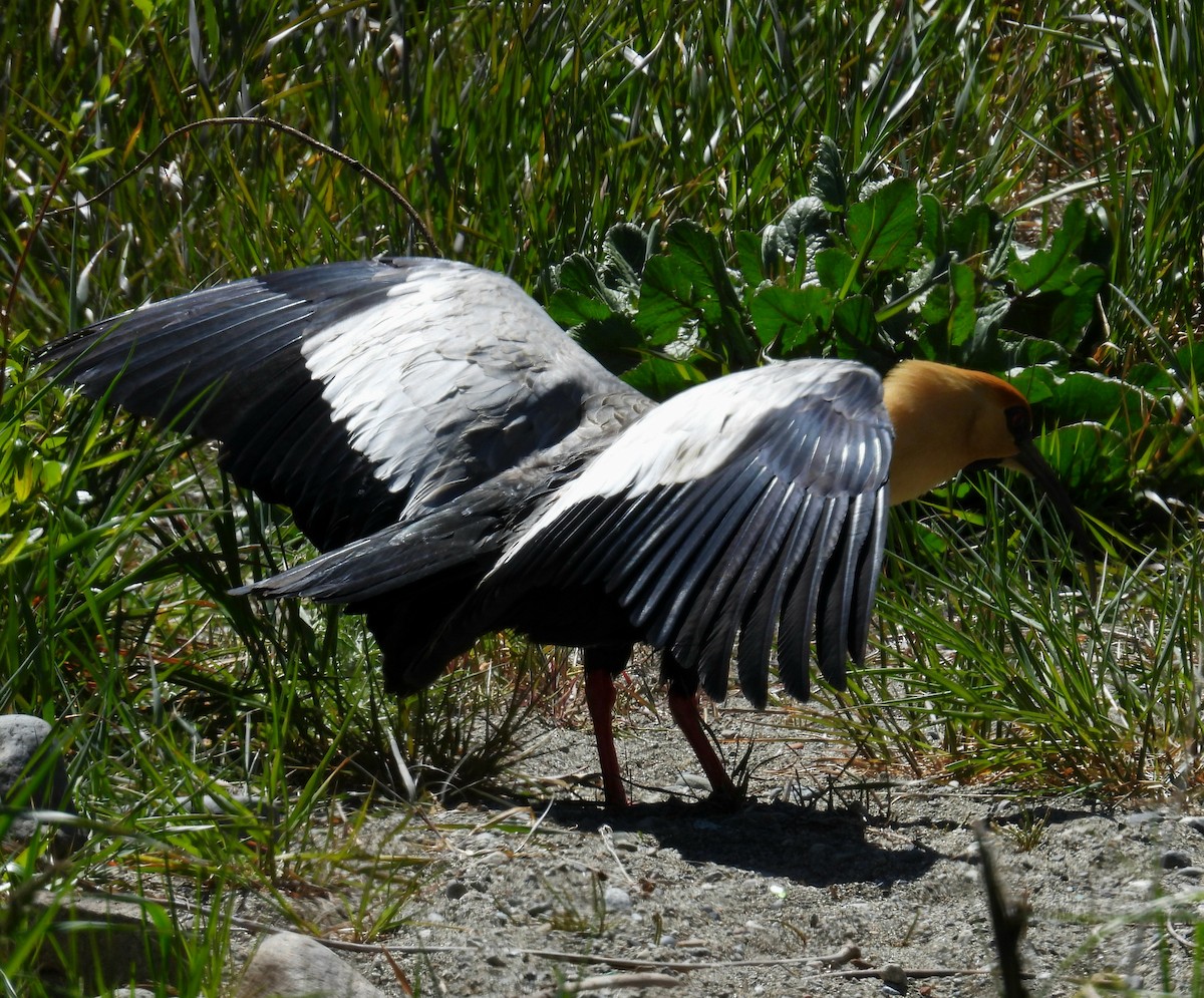 İbikli Sarıca Aynak - ML644371692