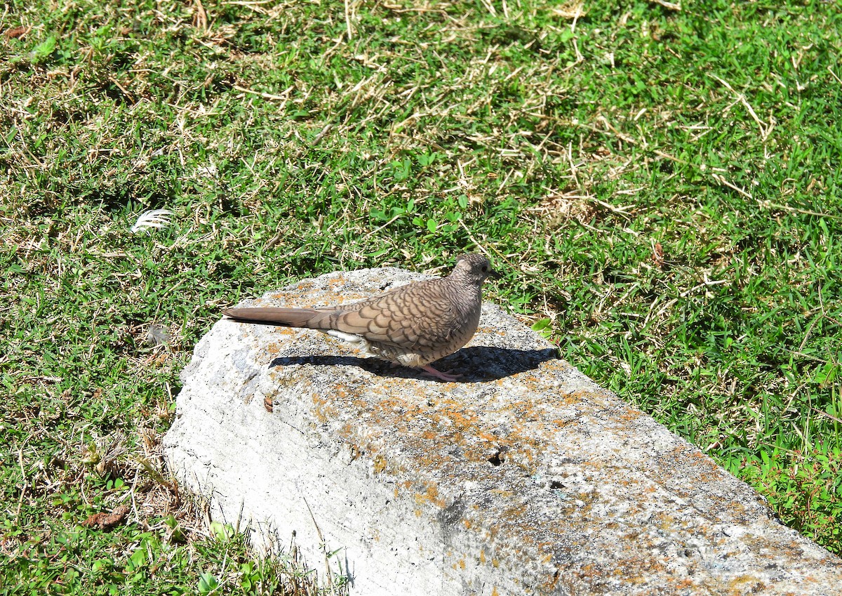 Colombe inca - ML644371693