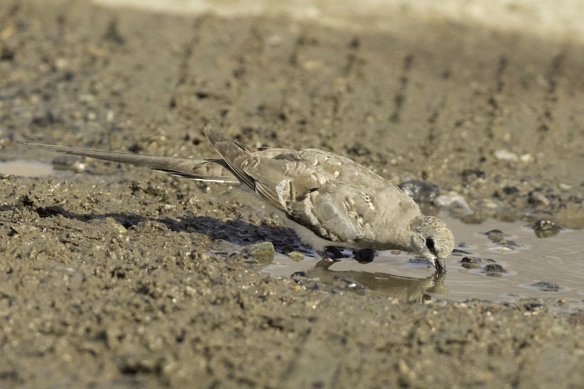 Namaqua Dove - ML644371700