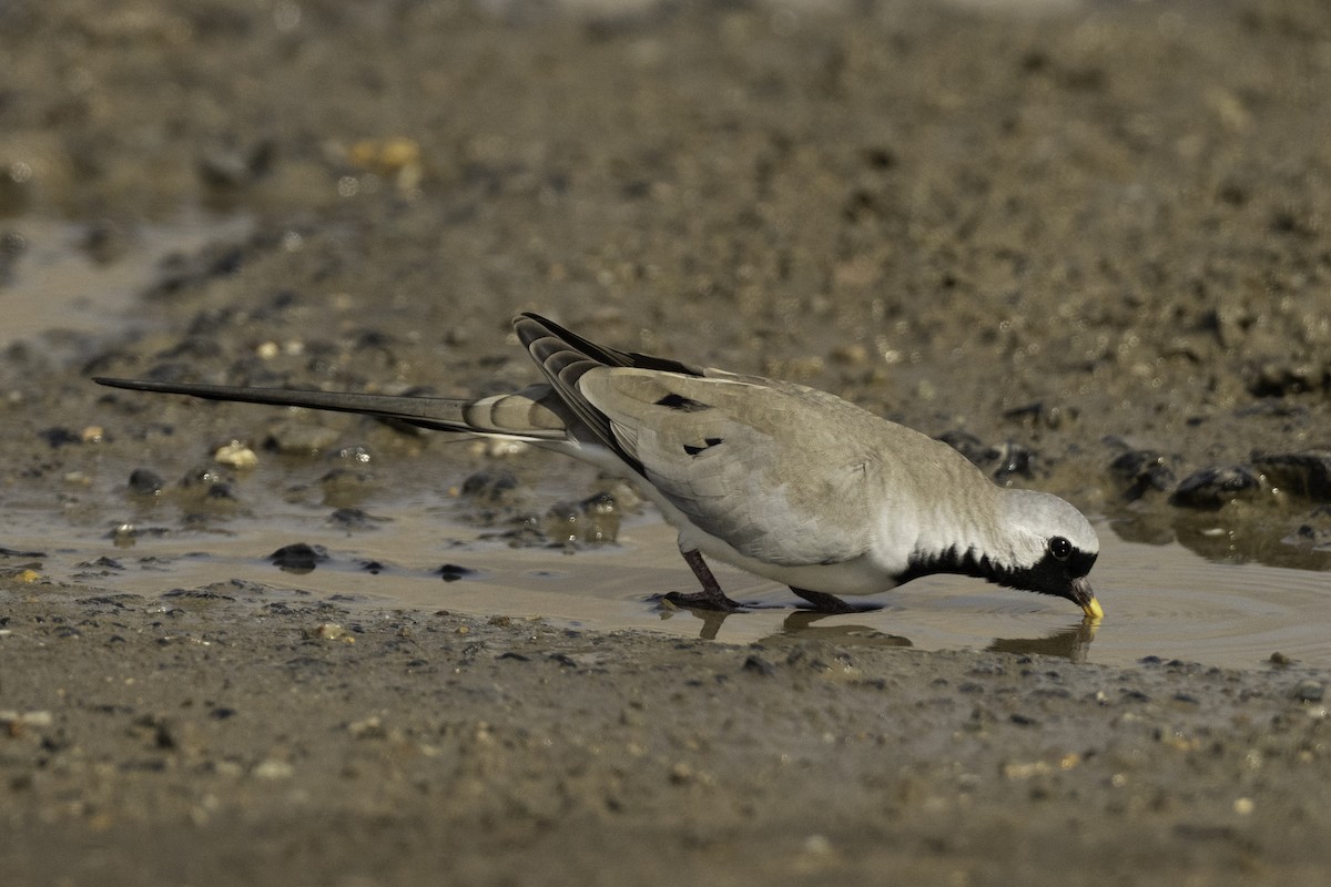 Namaqua Dove - ML644371708